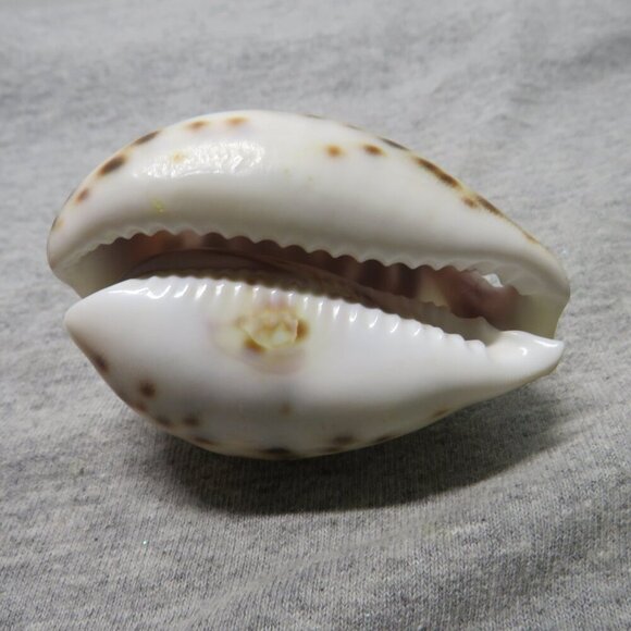 REAL Sea Shell Hand-Carved “Amy” Cowrie Shell Hawaiian - Picture 3 of 10